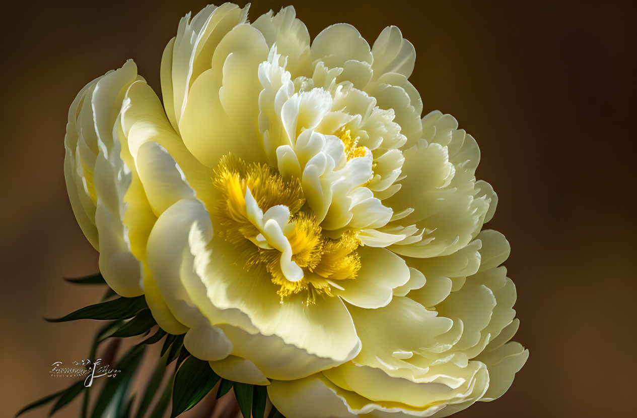 Vibrant yellow and white peony with ruffled petals and golden stamens.