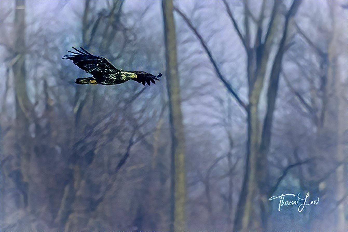 Soaring Juvenile Bald Eagle