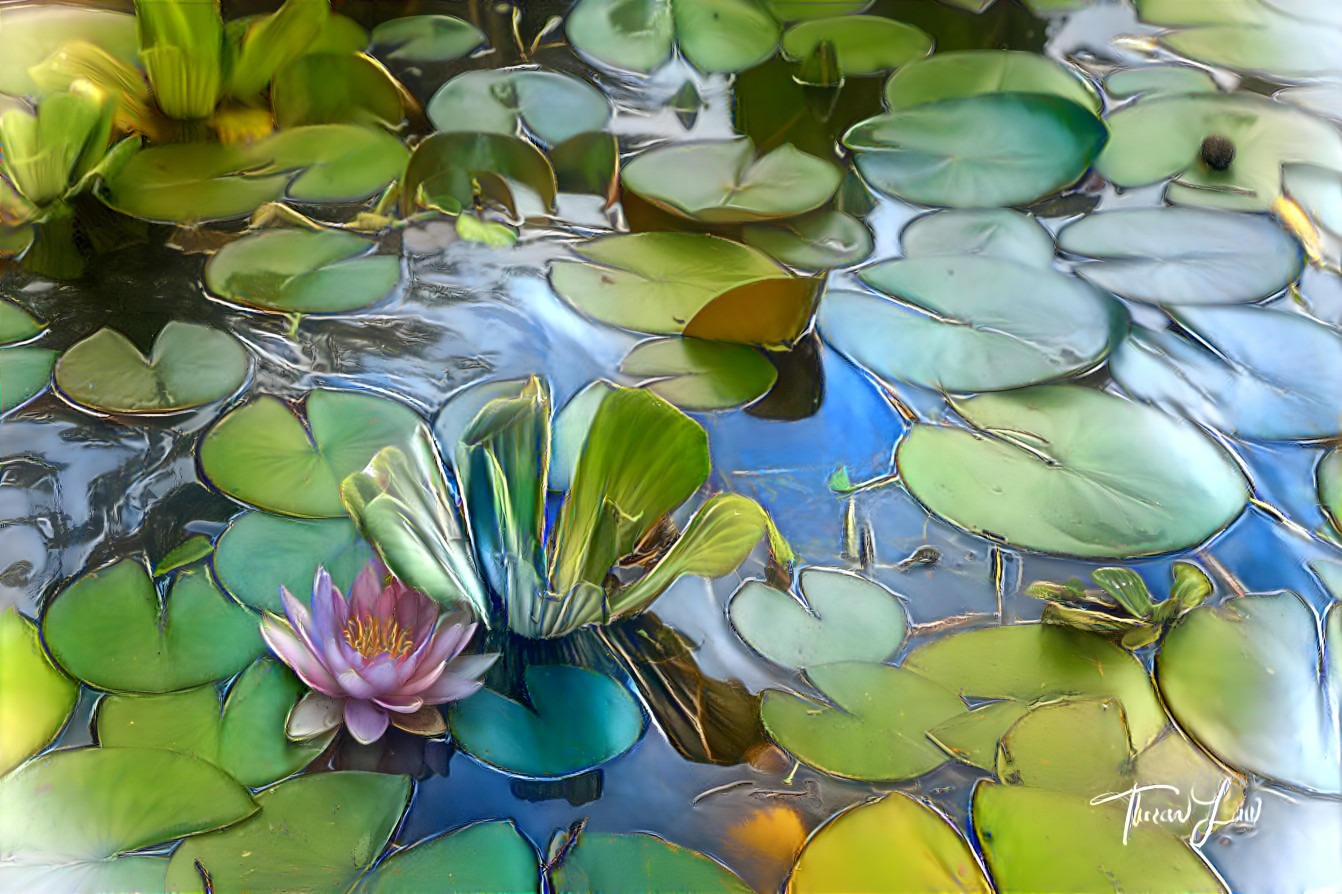 Water Lillies