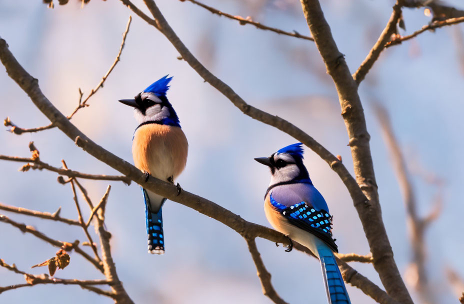 Two vibrant blue jays on bare branches against soft blue sky