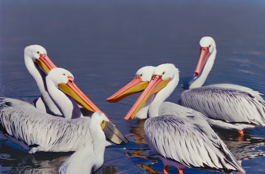 White Pelicans with Orange Beaks on Blue Water