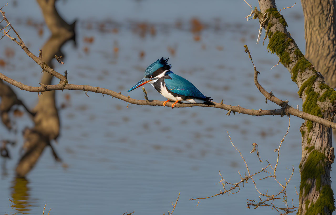 Vibrant blue kingfisher on tree branch by calm water