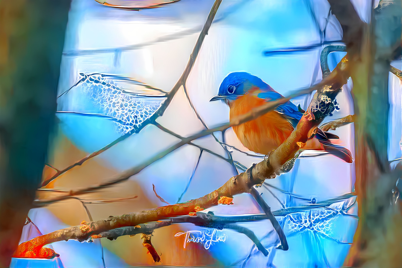 Eastern Bluebird