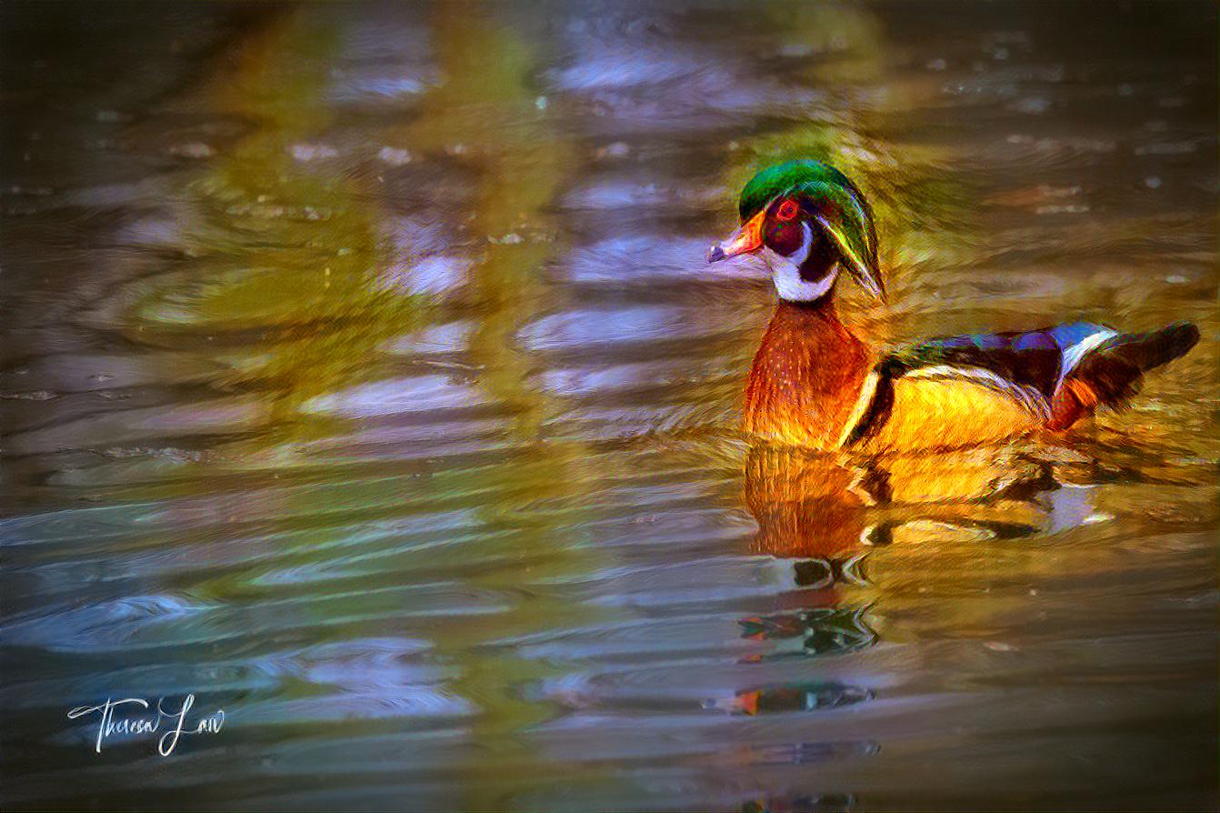 Regal Wood Duck 