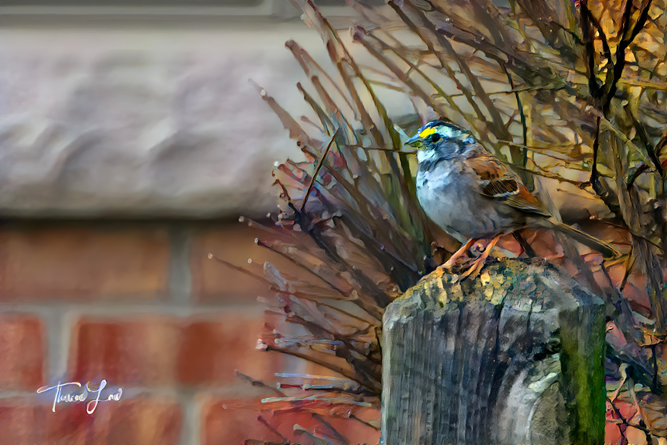 White Throated Sparrow