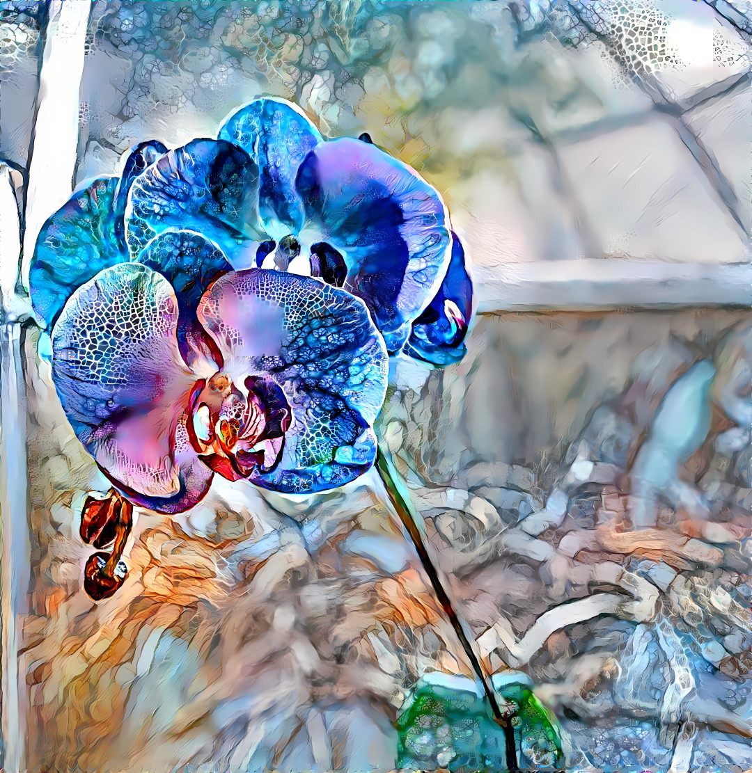 Blue Orchid