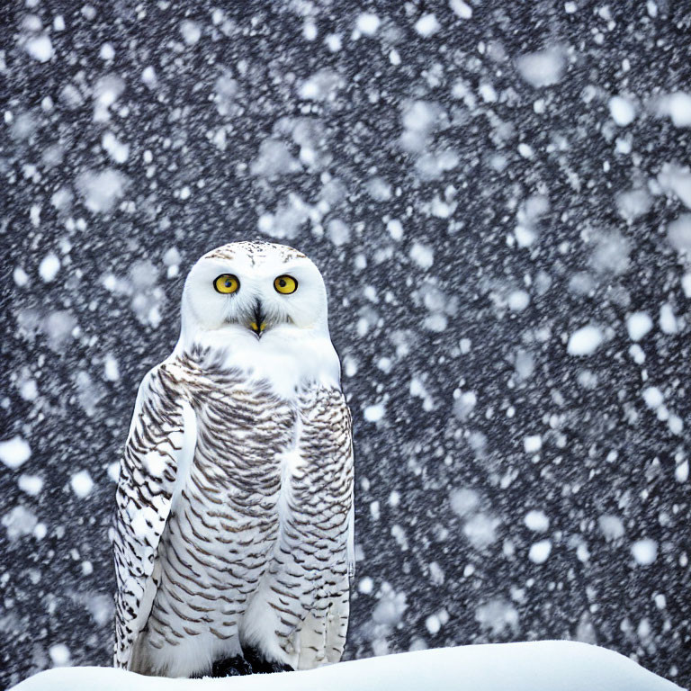 Snowy owl with yellow eyes in falling snowflakes.