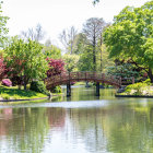 Tranquil garden with arched bridge, cherry trees, and pond