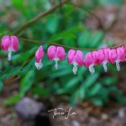 Tranquil garden scene with vibrant fuchsia flowers and serene pond.