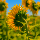 Bright Sunflowers with Dark Centers Against Blue Sky