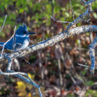 Colorful kingfishers on branch with vibrant leaves and paint splatters