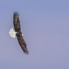 Bald Eagle in Flight Against Purple Sky