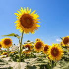 Sunflower field painting with bird, butterflies, and blue sky