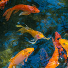 Vibrant koi fish swimming among colorful underwater plants