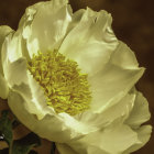 Vibrant yellow and white peony with ruffled petals and golden stamens.