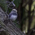 Adult birds near nest with chicks on snowy branch, observed by distant bird