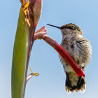 Colorful Hummingbirds Flying Around Tropical Flower on Blue Background