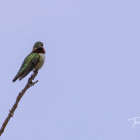 Vibrant hummingbirds and flowers on purple background