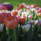 Colorful butterfly on flower surrounded by tulips in lush field