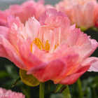 Vibrant Pink Peony in Full Bloom with Delicate Petals and Golden Yellow Stamens