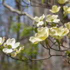 Tranquil painting: Blooming dogwood tree in serene spring setting