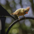 Pair of vibrant Northern Cardinals perched on branch with male's bright red plumage.