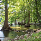 Tranquil forest scene with sunbeams, waterbody, lily pads & greenery