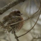 Colorful Bird Perched on Green Plant in Snowfall with Blurred Background