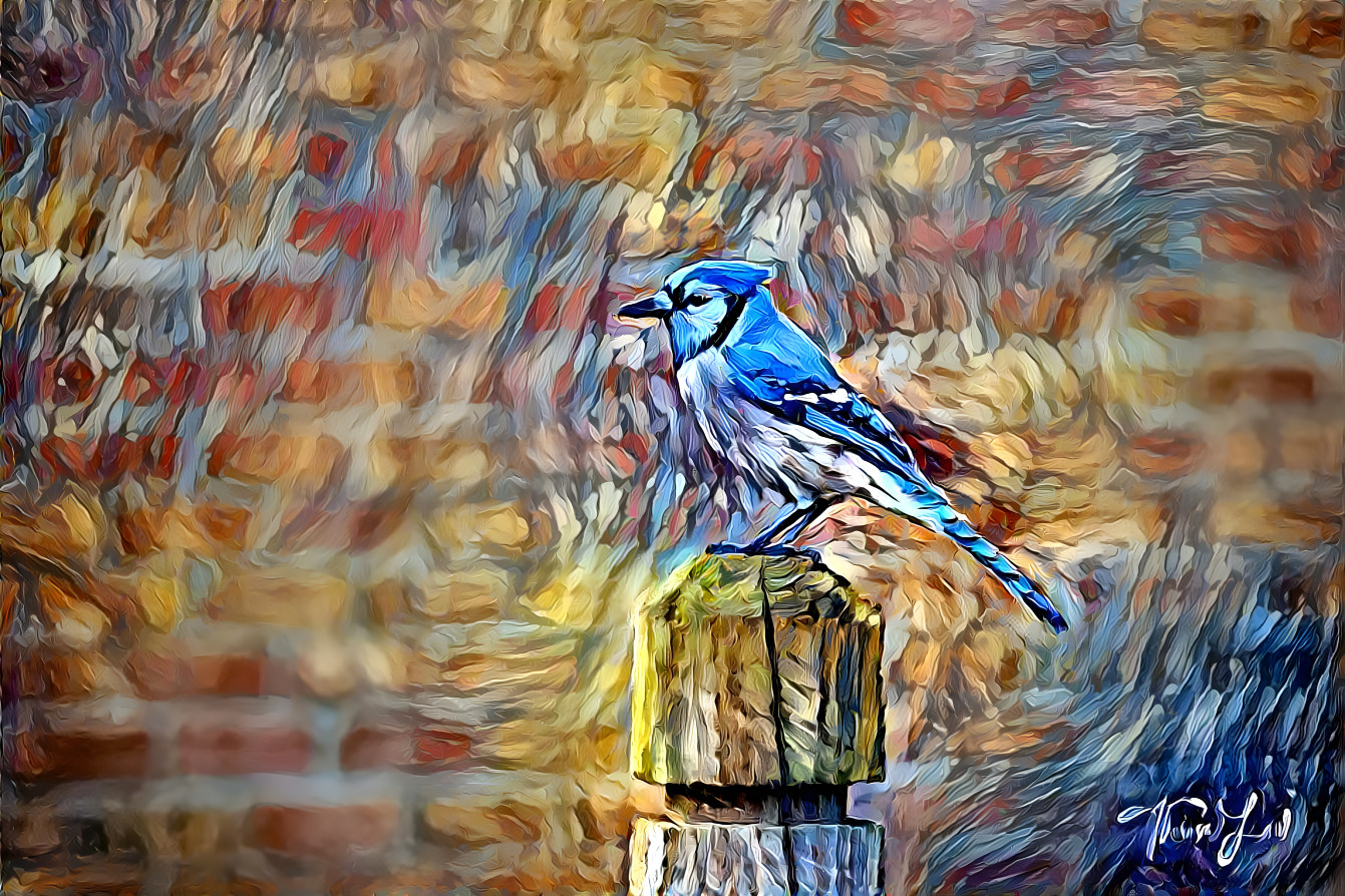 Blue Jay