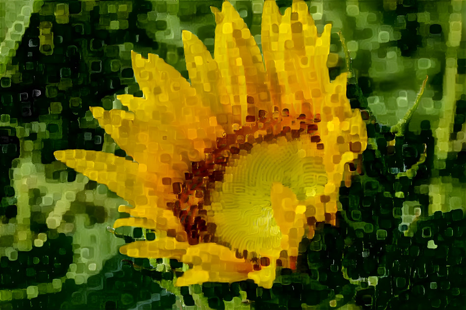 Sunflower