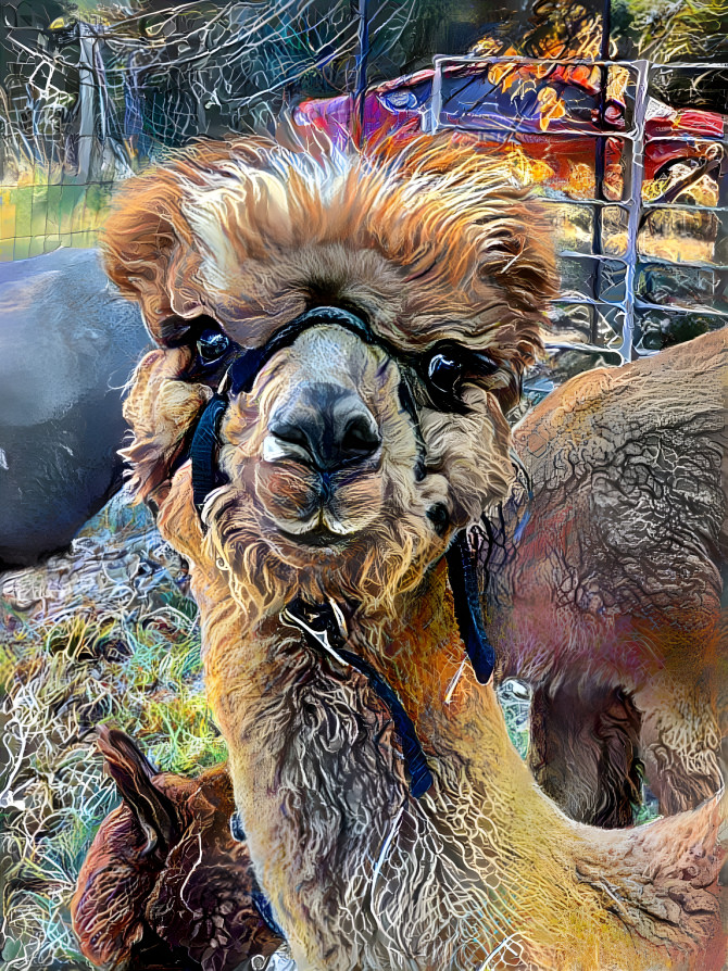 Alpaca