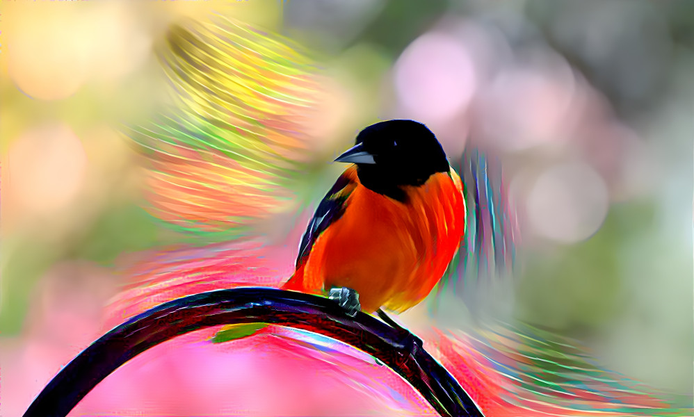 Baltimore Oriole 