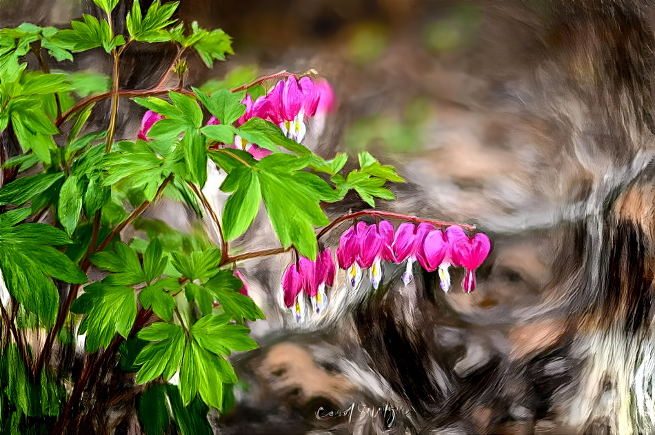 Bleeding Hearts