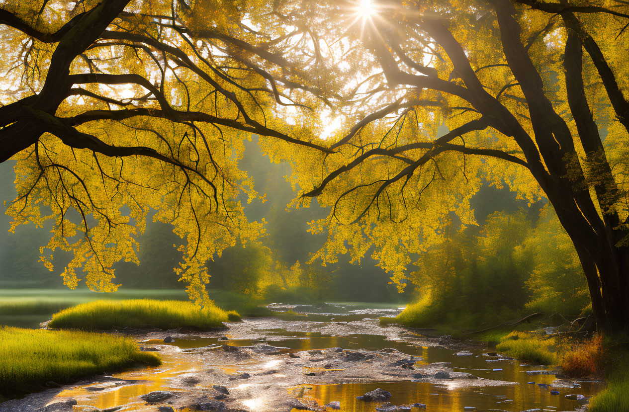 Autumn scene: Sunlight on river with golden leaves and rocks