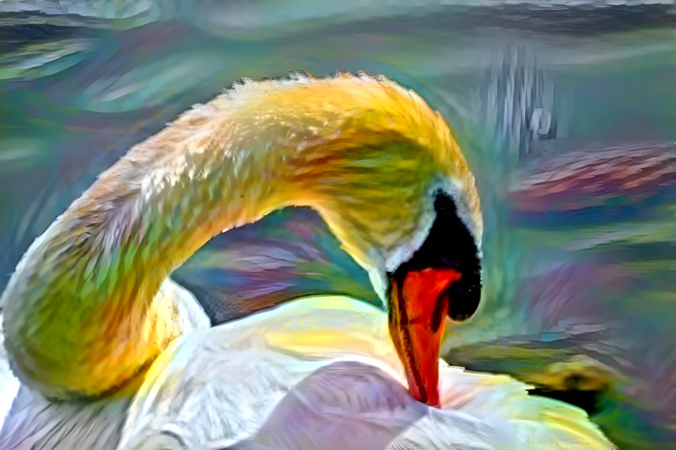 Mute Swan