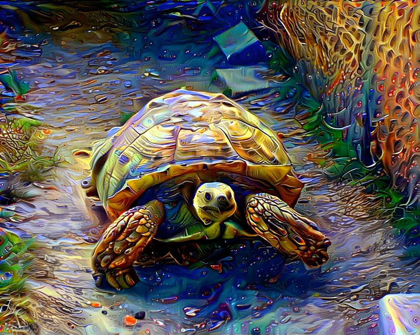 Tortoise 