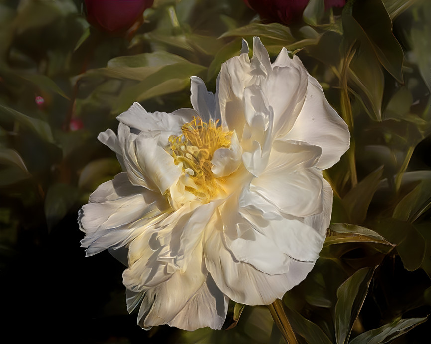 Peony 