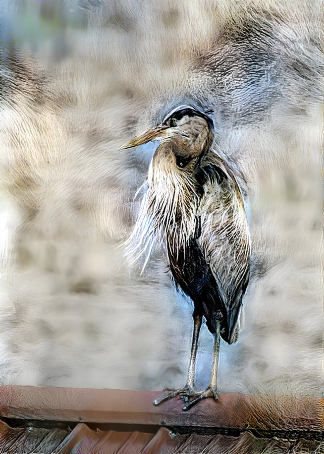 Great Blue Heron