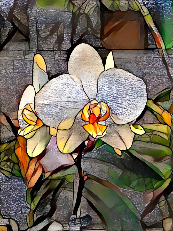 Orchids