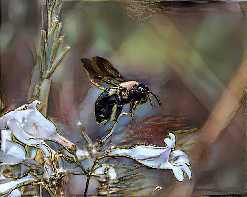 Carpenter Bee