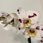 Purple and White Orchids on Blue Textured Background