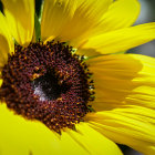 Vibrant sunflower bloom with yellow petals and brown center.