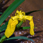 Vibrant yellow flower with water droplets and green leaves