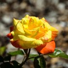 Colorful ornate flower with yellow and orange patterns on a fantastical backdrop.