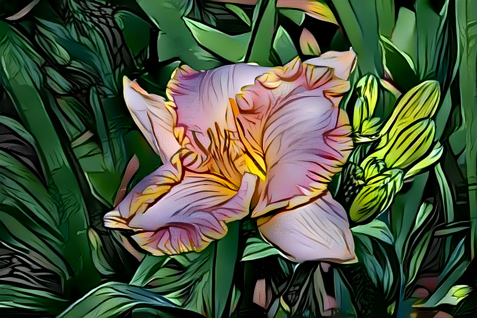 Daylily