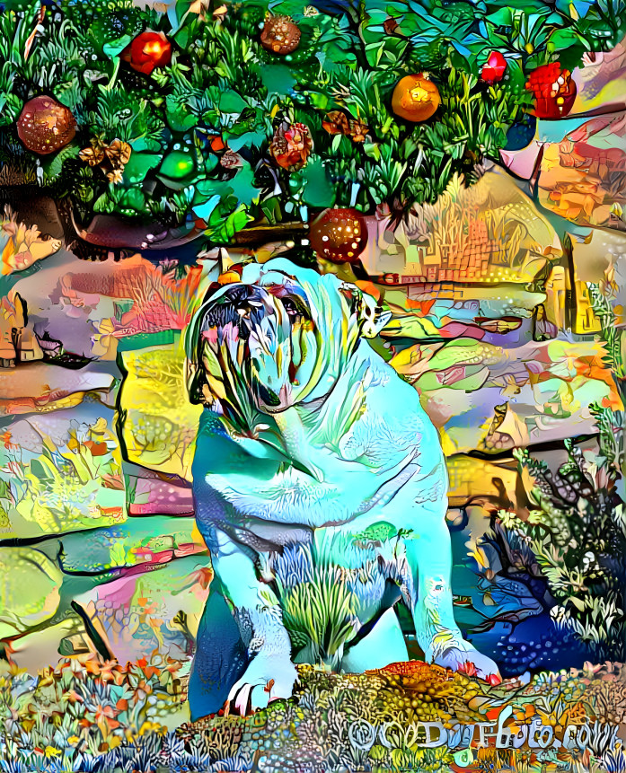 Colorful bulldog