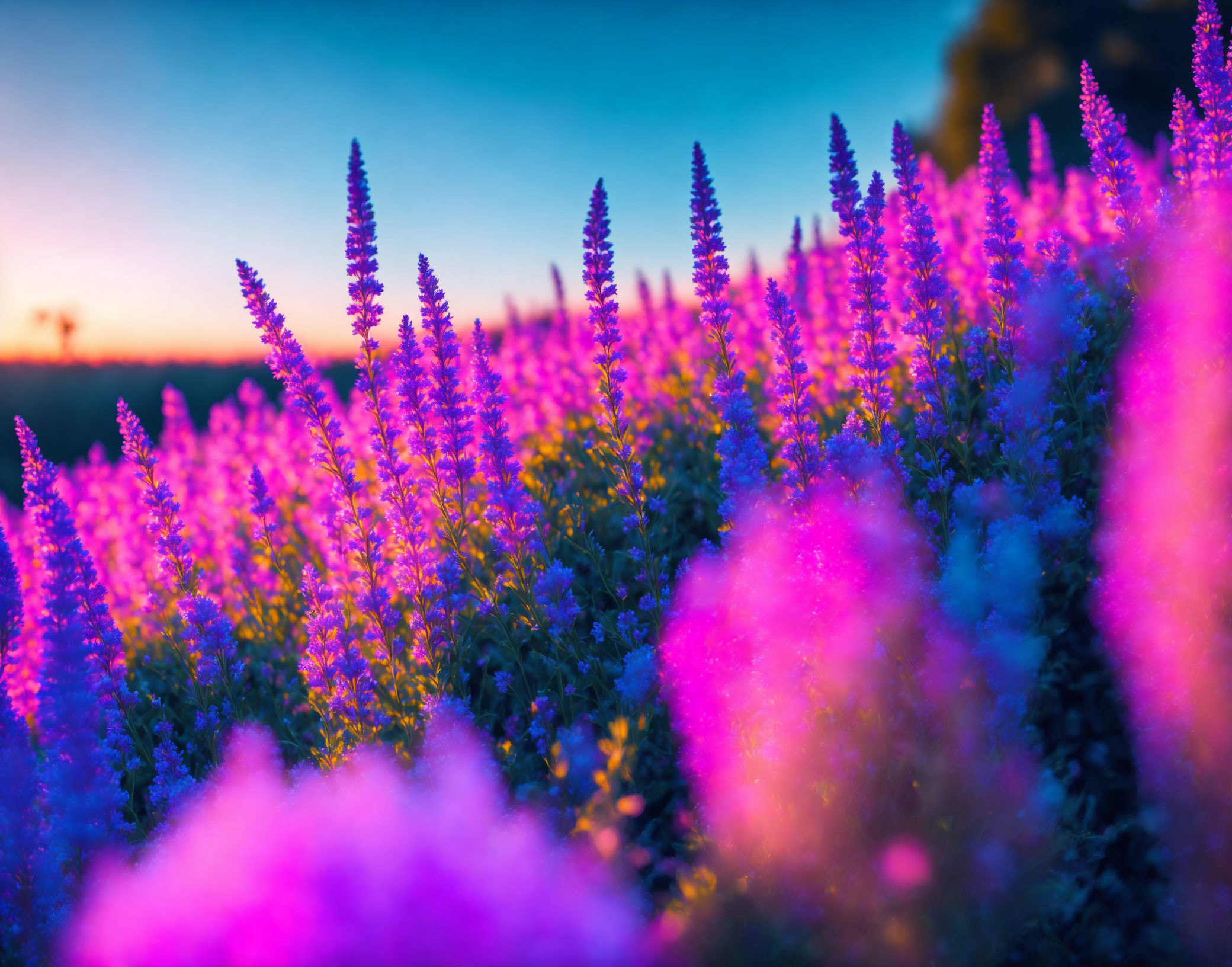 Purple Flowers Field Under Blue and Orange Sunset Sky