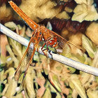 Colorful Dragonfly Perched on Twig with Yellow-Green Foliage