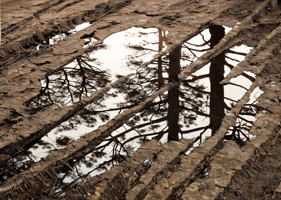 Muddy terrain with puddles reflecting trees and tire tracks under cloudy sky