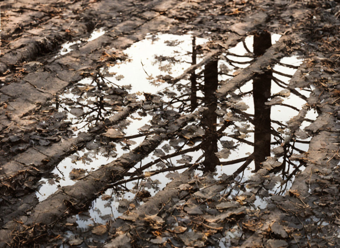 Muddy Ground with Reflective Puddle and Fence Shadow